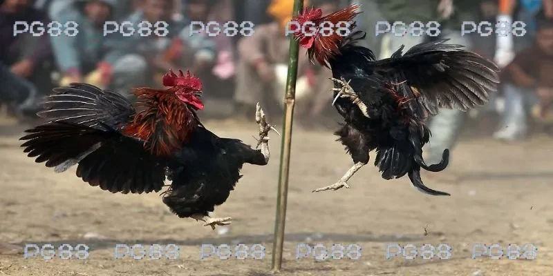 Chia sẻ cách chơi đá gà 67 cam tại trang chủ PG88