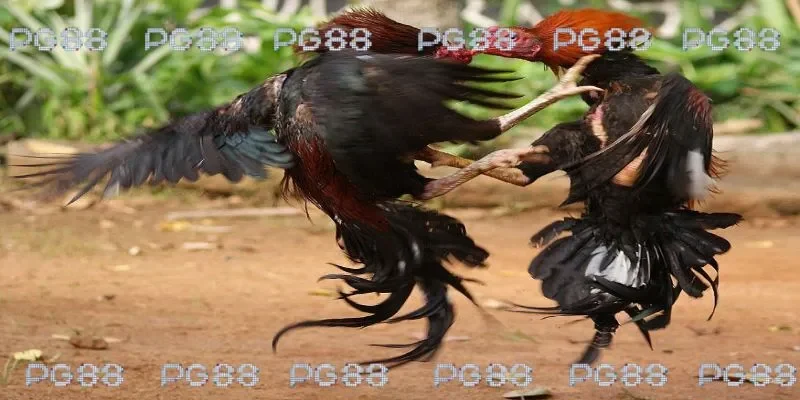 Đá gà 67 cam mang tới nhiều trận chiến mãn nhãn