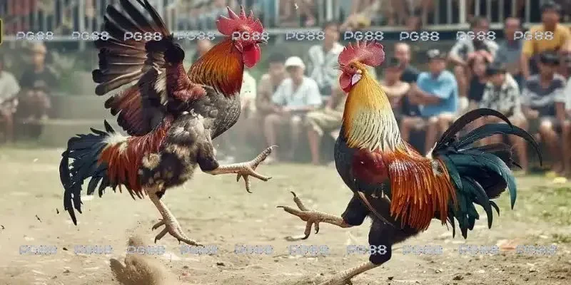 Đá gà thomo c2 đa dạng các hình thức đặt cược