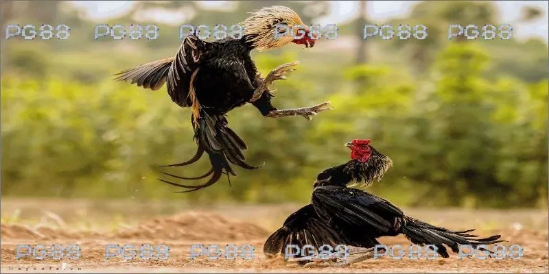 Đăng ký tài khoản PG88 để chơi đá gà xanh chín